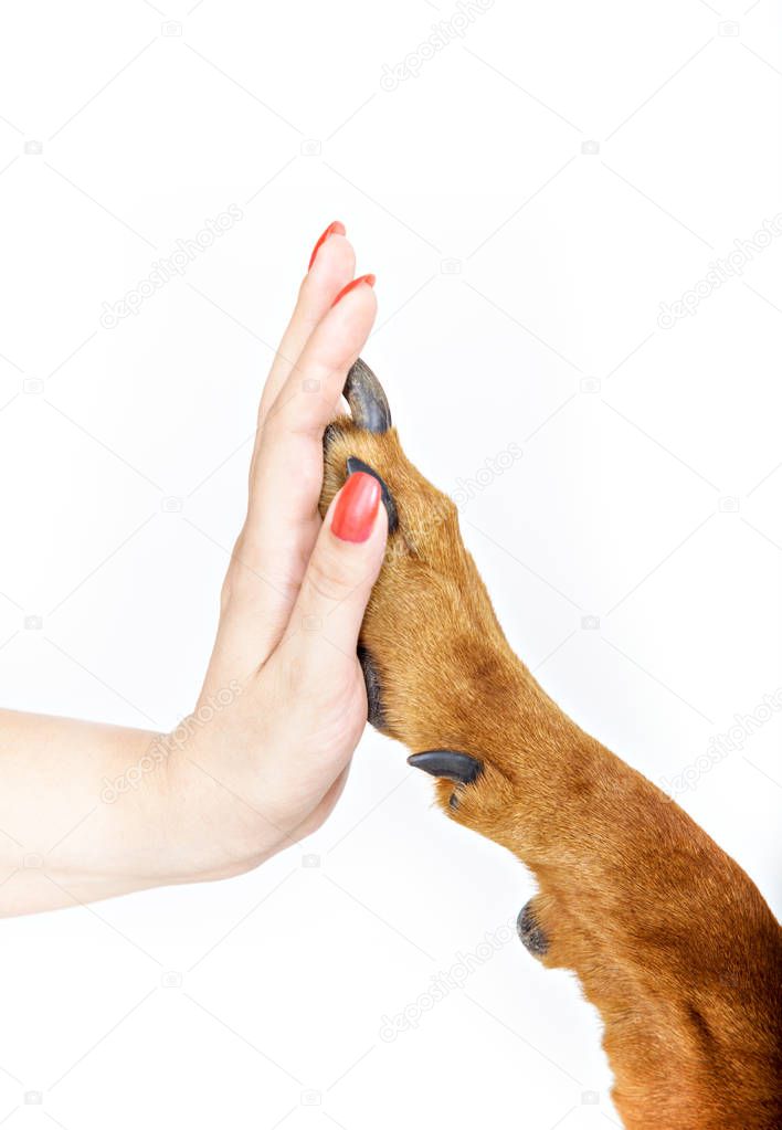 High five, woman with large dog paw, isolated on white, friendship