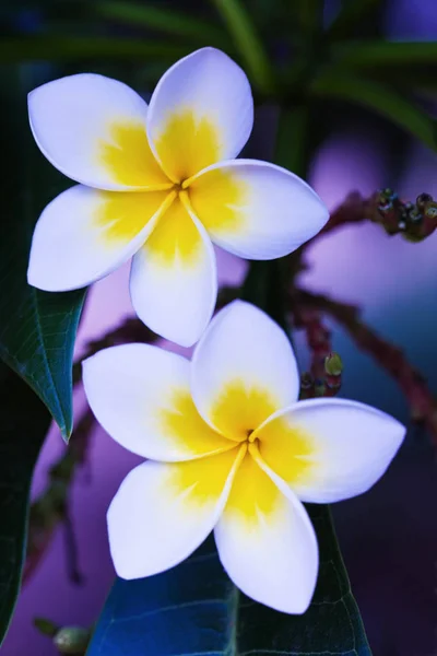 Frangipani çiçek sevgi sözde çiçek