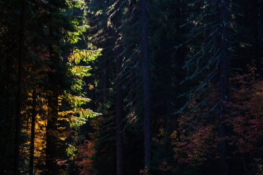 Sonbahar Sibirya orman, birçok renk, kontrast ışık, peyzaj, kontrast etkisi parçası aydınlatıcı