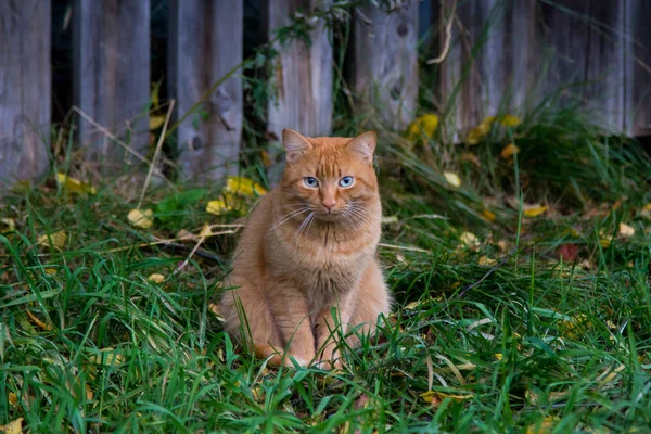 Червоний Кіт Блакитними Очима Фоні Зеленої Трави Дерев Яного Паркану — стокове фото