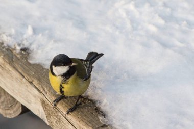 Küçük bir kuş, Batı Sibirya'da yapılan yüksek kaliteli bir resim fotoğrafı