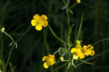güzel parlak yaz çiçek, güzel doğası, Güneş dayak