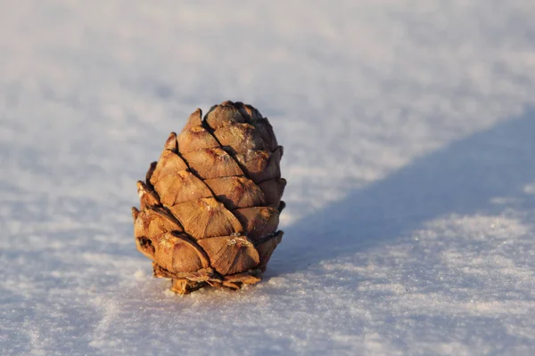 cedar cone in the snow in bright sunlight