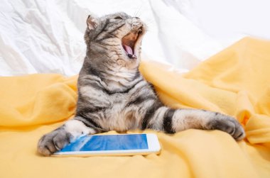 Kedi sanki gülüyor esniyor. Bir akıllı telefon önünde kedidir. Komik hayvan ve modern gadget.