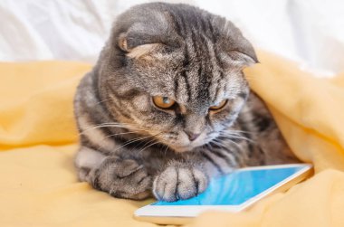 Sarı bir halıya yalan bir smartphone oynamak akıllı kedi İskoç Fold. Evde beslenen hayvan ve bilgi teknolojileri.