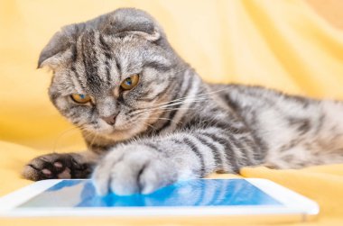 Sarı bir halıya yalan bir smartphone oynamak akıllı kedi İskoç Fold. Evde beslenen hayvan ve bilgi teknolojileri.