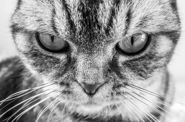 Retrato Gato Pliegue Escocés Foto Blanco Negro Énfasis Marco Está —  Fotos de Stock