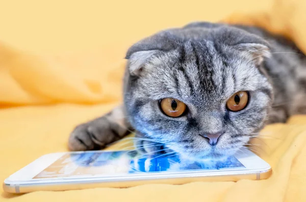 Sarı Bir Halıya Yalan Bir Smartphone Oynamak Akıllı Kedi Skoç — Stok fotoğraf