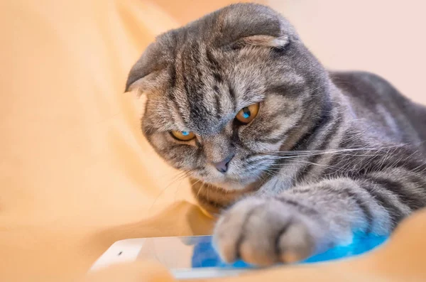 Scozzese Piegare Smart Cat Giocare Uno Smartphone Sdraiato Tappeto Giallo — Foto Stock