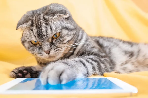 Sarı bir halıya yalan bir smartphone oynamak akıllı kedi İskoç Fold. Evde beslenen hayvan ve bilgi teknolojileri.