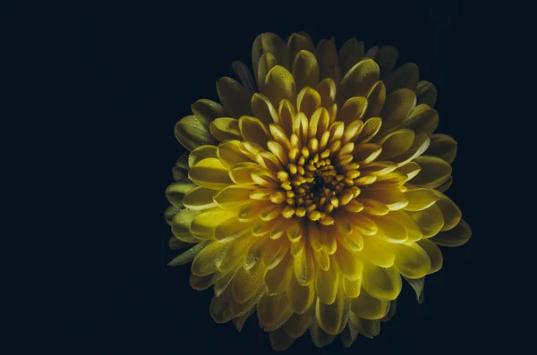 暗い背景に光を対照的に大きな菊の花 — ストック写真