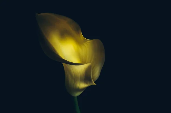 暗い背景 リリーの光 シンプルな写真で黄色のユリ — ストック写真