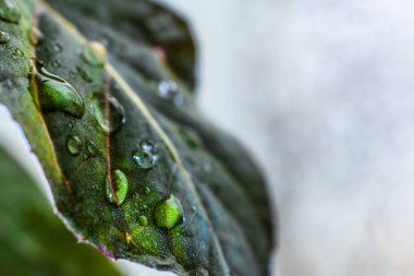 Yeşil su damla yakın çekim yaprak