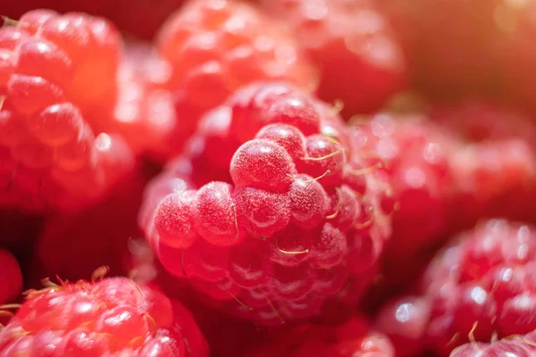 Raspberries close-up. Fresh harvest of berries, macro photo. Concept of organic healthy wholesome vitamin food.