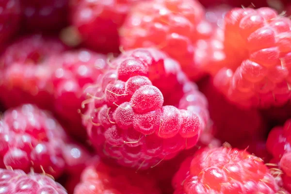 Raspberries close-up. Fresh harvest of berries, macro photo. Concept of organic healthy wholesome vitamin food.