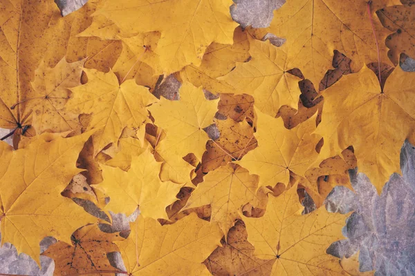 Жовті Кленові Листя Розкидані Збитому Папері Осінній Красивий Фон Вид — стокове фото