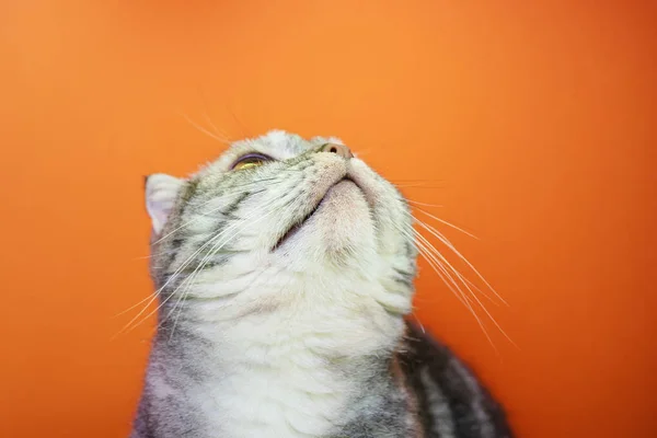 Gato Escocés Rayas Grises Con Ojos Amarillos Sobre Fondo Naranja —  Fotos de Stock