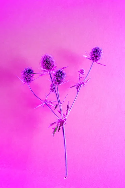 스타일 특징을 이루는 분홍색 배경에 꽃들이 맺히고 문자의 위치를 줍니다 — 스톡 사진