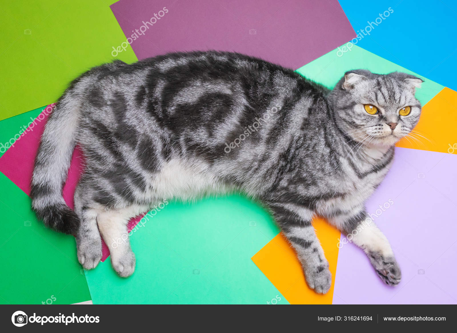 Chat Ecossais Raye Gris Noir Repose Sur Des Feuilles Papier Image Libre De Droit Par Kholyolga Gmail Com C