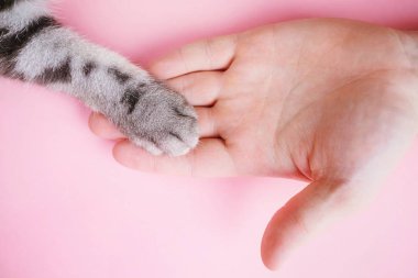 Gri çizgili kedi pençesi ve pembe arka planda insan eli. Evcil hayvanı olan bir adamın arkadaşlığı, hayvanlarla ilgilenmesi. Minimalizm, en üstte beslenme, metin için yer.