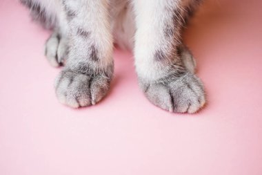 Pembe arka planda gri çizgili kedi pençeleri. Hayvan bakımı, evcil hayvan ürünleri, veterinerlik hizmetleri. Minimalizm, en üstte beslenme, metin için yer.