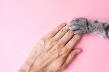 Gri çizgili kedi pençesi ve pembe arka planda insan eli. Evcil hayvanı olan bir adamın arkadaşlığı, hayvanlarla ilgilenmesi. Minimalizm, en üstte beslenme, metin için yer.
