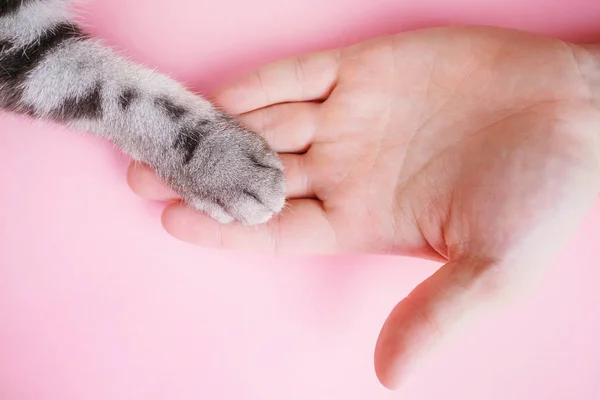 Gri çizgili kedi pençesi ve pembe arka planda insan eli. Evcil hayvanı olan bir adamın arkadaşlığı, hayvanlarla ilgilenmesi. Minimalizm, en üstte beslenme, metin için yer.