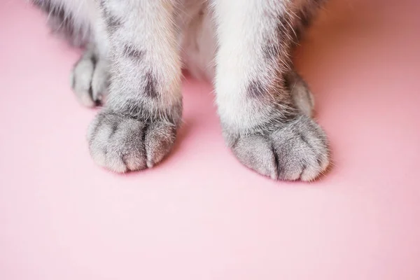 Patas Gato Listrado Cinza Fundo Rosa Conceito Cuidados Com Animais — Fotografia de Stock