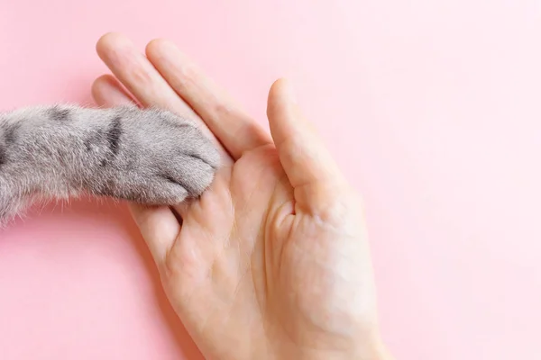 Gray Striped Cat Paw Human Hand Pink Background Concept Friendship — Stock Photo, Image