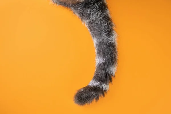 Turuncu arka planda gri bir kedinin kuyruğu. Üst görüş, minimalizm. Güzel resim. Evcil hayvan konsepti, kedi bakımı. Pankart için resim, metin için yer.