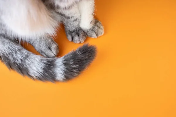 Turuncu arka planda gri bir kedinin patileri ve kuyruğu. Üst görüş, minimalizm. Güzel resim. Evcil hayvan konsepti, kedi bakımı. Pankart için resim, metin için yer.