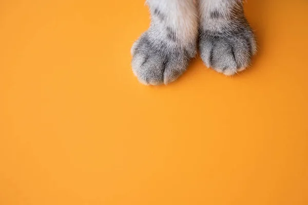 オレンジ色の背景に灰色の猫の爪 トップビュー ミニマリズム かわいい写真だ ペット 猫のグルーミングの概念 バナーの画像 テキストの場所 — ストック写真