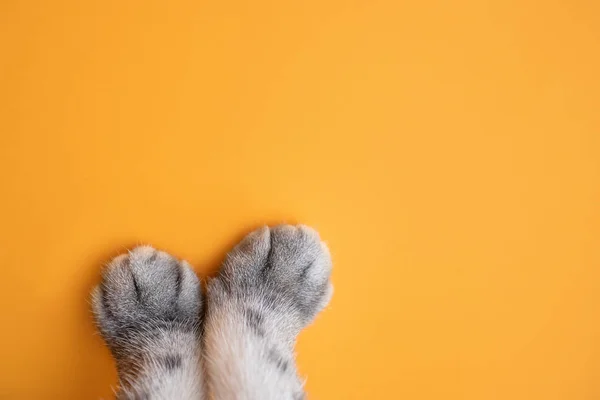 Paws of a gray cat on an orange background. Top view, minimalism. Cute picture. Concept of pets, cat grooming. Image for banner, place for text.