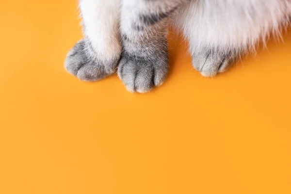 一只灰色的猫的爪子在橙色的背景上高瞻远瞩 简约主义有趣的图片 宠物的概念 猫的打扮 图像的横幅 地方的文字 — 图库照片