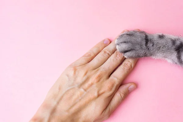 Gray Striped Cat Paw Human Hand Pink Background Concept Friendship — Stock Photo, Image