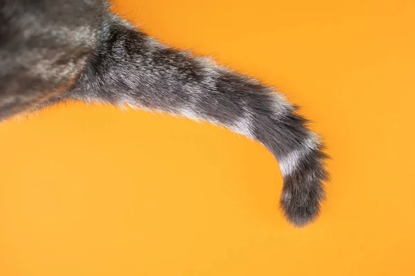 Tail Gray Cat Orange Background Top View Minimalism Cute Picture — Stock Photo, Image