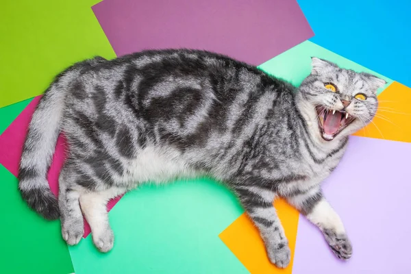 Gray Black Striped Scottish Fold Cat Lies Yawns Multicolored Sheets — ストック写真