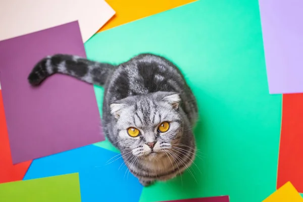 Eine Grau Schwarz Gestreifte Schottische Faltkatze Sitzt Auf Bunten Papierbögen — Stockfoto