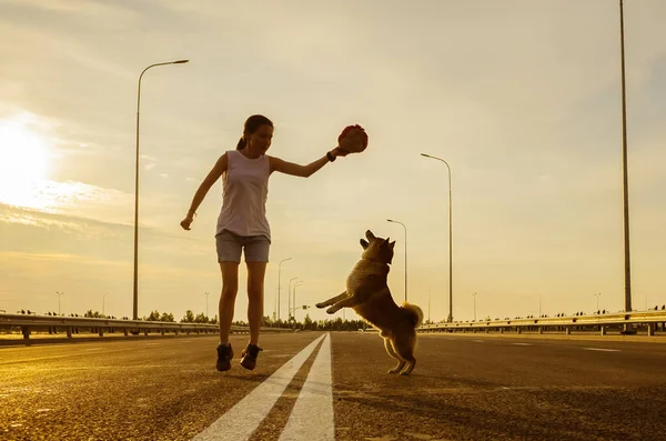 一个穿着短裤和T恤 留着长发的小女孩 带着一只湿婆狗在路上走着 灿烂的夕阳和天空 这只狗跳过一个女孩手中的玩具 与宠物同行的概念 — 图库照片