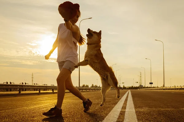 A young girl with long hair in shorts and a T-shirt walks on the road with a Shiba Inu dog. Bright sunset sun and sky. The dog jumps after a toy in the hands of a girl. The concept of walking with pet
