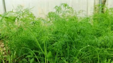 Taze kokulu dereotu bir serada yetişir. Sağlıklı yeşillik kavramı.