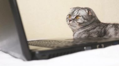 Sarı gözlü siyah ve gri çizgili bir İskoç kedisi kanepede yatarken dizüstü bilgisayar ekranına bakar. Sevimli komik hayvan. Yaratıcı ev işi konsepti, kediler için video. Boşluğu kopyala, arkaplanı aydınlat.