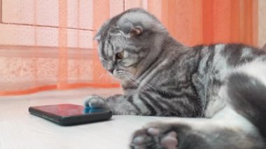 Akıllı telefondan oynayan İskoç Katlanır akıllı kedi. Komik hayvan ve bilgi teknolojisi. Yaratıcı ev işi konsepti, kediler için video.