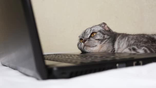 Black Gray Striped Scottish Fold Cat Yellow Eyes Looks Laptop — Stock Video