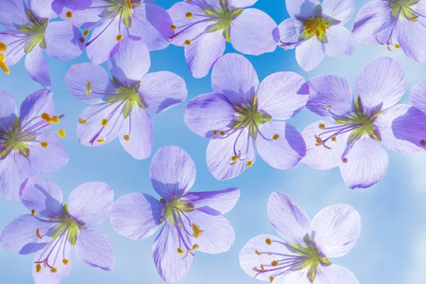 배경의 바이올렛 현수막 엽서에 사용되는 여름귀여운 이미지 아래에서 바라봄 — 스톡 사진