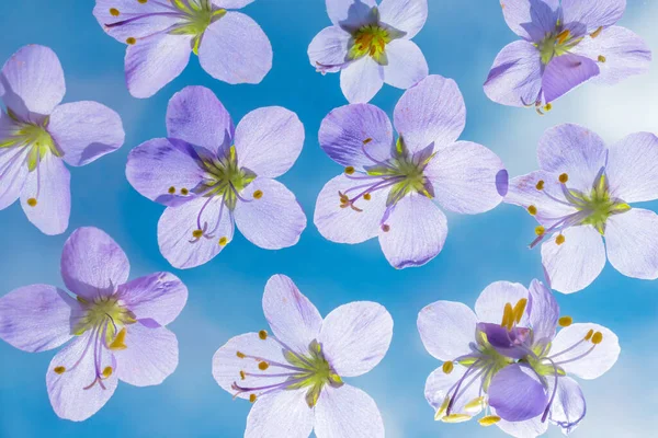 Violetta Blommor Bakgrund Blå Himmel Ljus Sommar Söt Bild För — Stockfoto