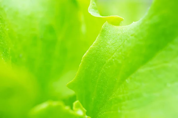 Fresh Juicy Lettuce Salad Closeup Background Macro Photo Food Shades — Stock Photo, Image