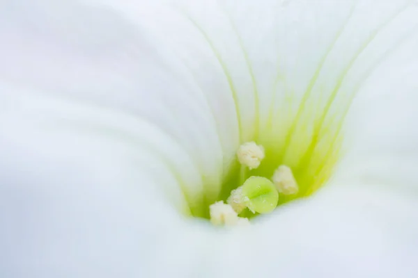 Flor Branca Foto Macro Imagem Flor Abstrata Conceito Primavera Verão — Fotografia de Stock