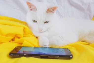 Beyaz kedi akıllı telefonda oynar, sarı bir ekose üzerinde yatar. Hayvan ve bilgi teknolojisi.