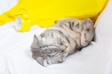 Siyah ve gri çizgili İskoç bir kedi kanepede uyur, arkasında sarı bir çalar saat vardır. Sabah konsepti, uyanış. Sevimli komik hayvan..